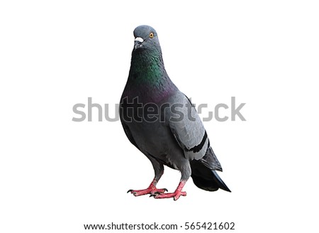 pigeon birds isolated on white background