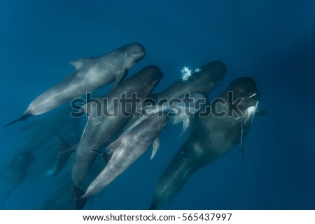 Long finned pilot whales pod (Globicephala melas), straits of Gibraltar, Tangiers Royalty-Free Stock Photo #565437997
