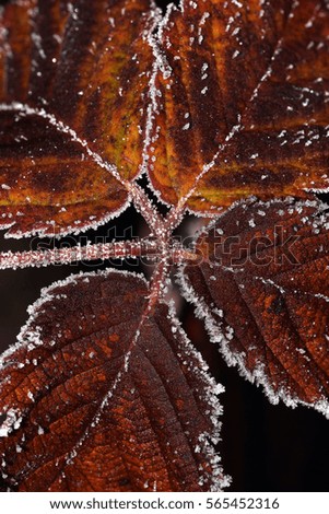Macro picture of frozen leaves