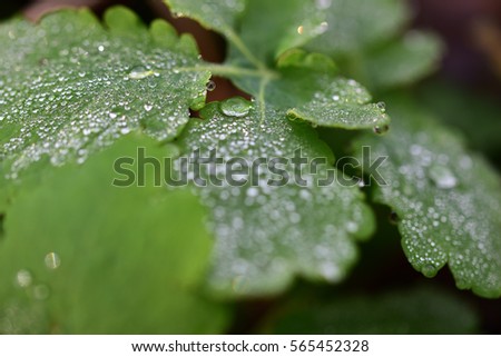 Close up picture of green leaves 1