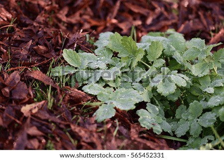 Close up picture of green leaves on nature background