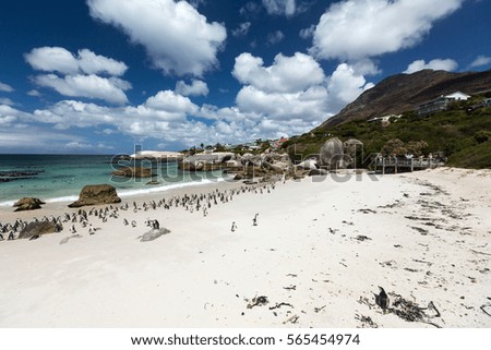 Penguin Colony on the sunny beach. Boulders Beach, near Cape Town, South Africa