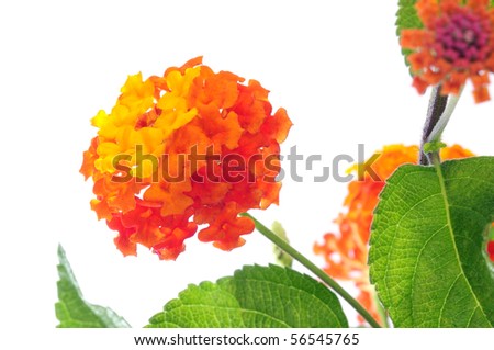 a bunch of verbenas isolated on a white background
