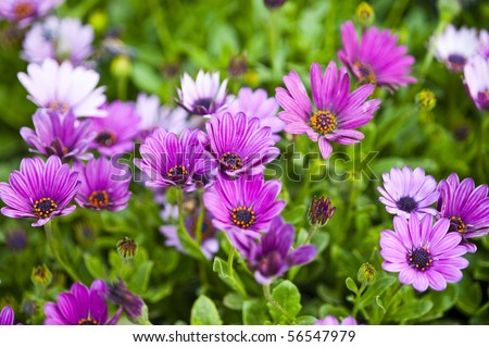  Chrysanthemum.This is a picture of some cute chrysanthemums.