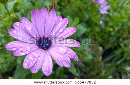 Rain drops on a purple flower