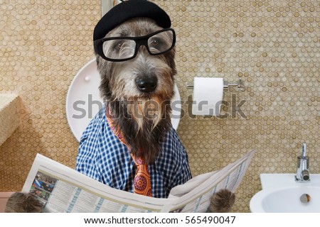 Humorous picture of a Irish wolfhound dog dressed in a hat, glasses and shirt, sitting on the crapper reading the newspaper
 Royalty-Free Stock Photo #565490047