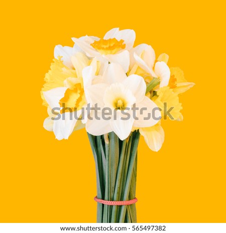 a bouquet of daffodils isolated on a light orange background