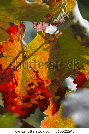 Beautiful Red Grapevine leaves Close Up, against the sun.