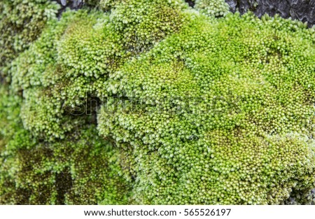 Green lichen cover on mountain stone in forest 