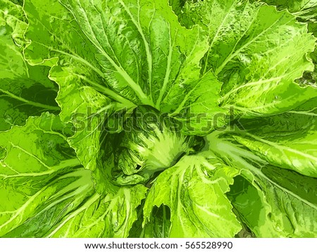 abstract fresh green cabbage with Oil and watercolor stylized picture 