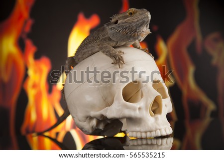 Lizard, Fire agama on black mirror background