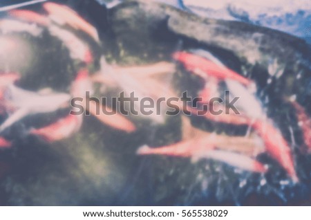 Blurred abstract background of Koi pond