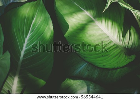 Low key green leafs dark nature background 