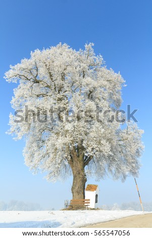 Single tree in a winter Landscape with wayside cross in bavaria germany