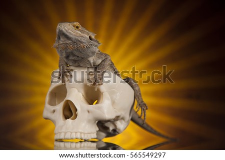 Lizard, skull on black mirror background