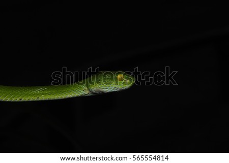 Snake Chrysopelea ornata