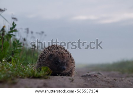 Hedgehog into fog