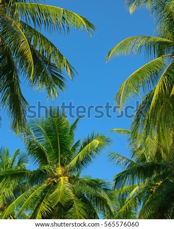 The tops of palm trees on a clear blue sky