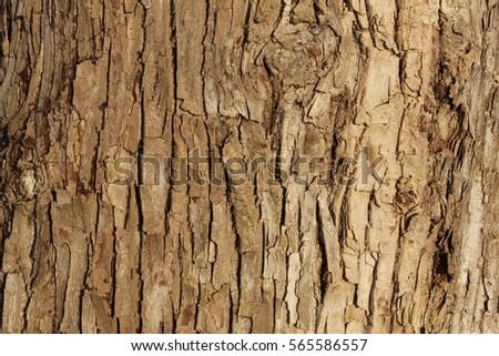 The bark of the tree on the riverside