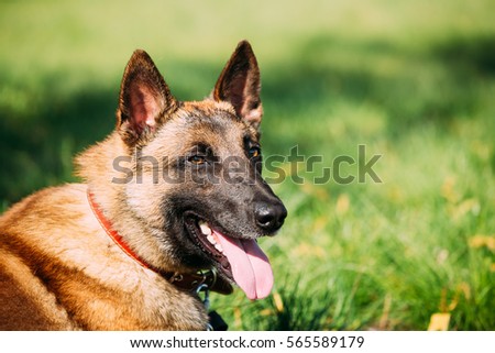 Malinois Dog Sit Outdoors In Green Summer Grass. Well-raised and trained Belgian Malinois are usually active, intelligent, friendly, protective, alert and hard-working. Royalty-Free Stock Photo #565589179