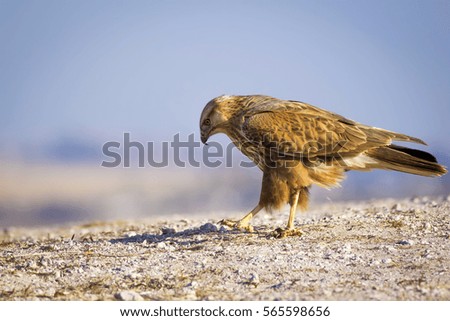 wild bird hawk 
blue sky background
Long-legged Buzzard / Buteo rufinus