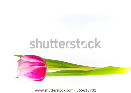 Isolated pink tulip, postcard with pink flower and white background