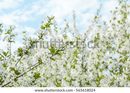 Blurry blossom blooming tree background