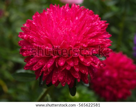 Two Red Asters