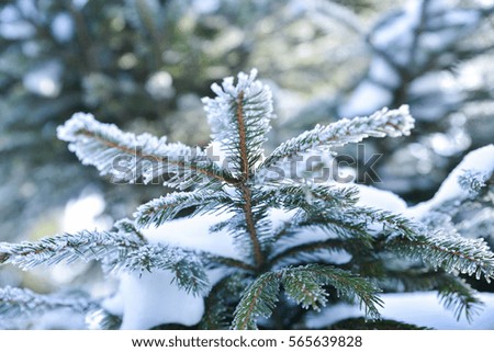 Frosty Christmas tree outdoors