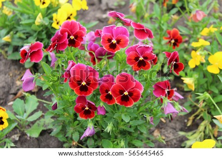 Beautiful red pansy flowers growing in the garden on sunny spring day. Natural floral background Royalty-Free Stock Photo #565645465