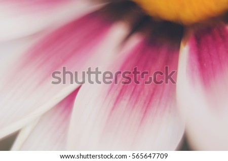 detail of beautiful flower