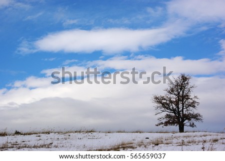 Isolated tree with clouds in the background 