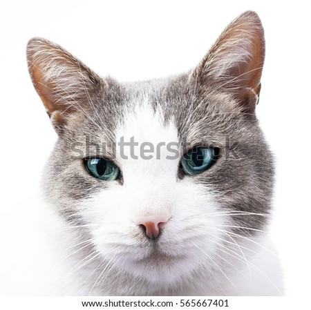 Cat wallpaper background backdrop studio photo with husky blue extreme ice blue eye color. Cat with blue eyes illustration. Illustrate your work or use wallpaper for any cat concept. High resolution