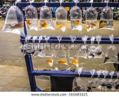 selling beautiful fishes in plastic wrap for decorative fishes photo taken in Bogor Indonesia