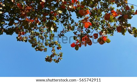 View under the Indian almond leafs and blue sky, 