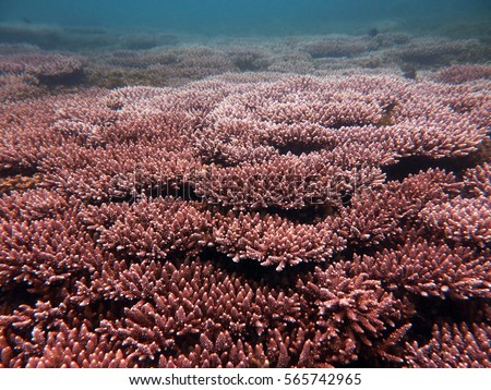 sea floor of pemanggil island, Johor, Malaysia fully covered with acropora digitate (Acropora gemmifera)

