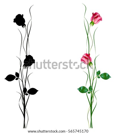 flower buds of roses isolated on white background.