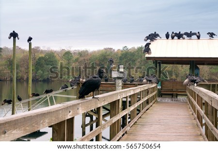 Black Vulture (Coragyps atratus) on wooden hangers.  Manatee Springs State Park,  Florida, USA