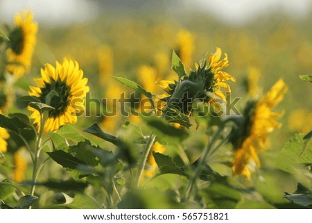 sunflower Festival of Thailand