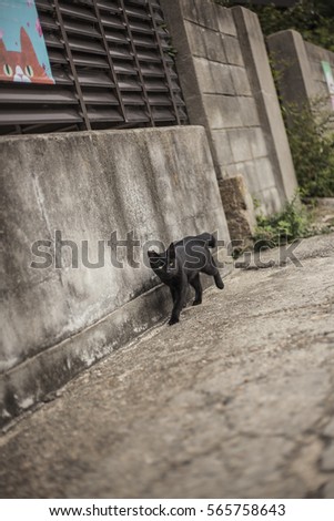 street cat is walking in ogijima