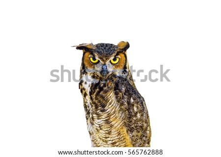 Great Horned Owl isolated on white