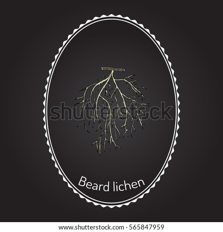 Beard lichen (Usnea barbata), or tree moss. Hand drawn botanical vector illustration