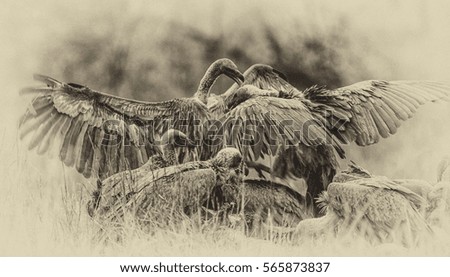 Vultures in the Etosha National Park, Namibia, vintage style