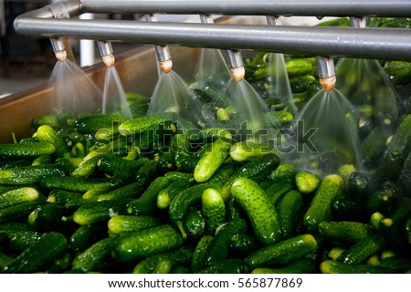 Working process of the production of cucumbers on cannery. Washing in water before preservation. Movement on the conveyor. Royalty-Free Stock Photo #565877869