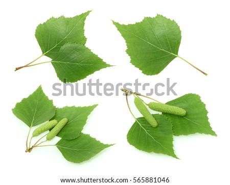 Birch leaves isolated. set Royalty-Free Stock Photo #565881046