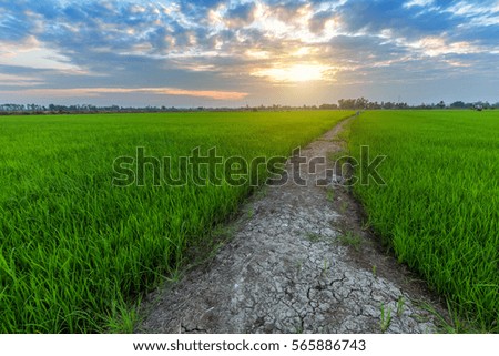cornfield sunset background in Thailand.