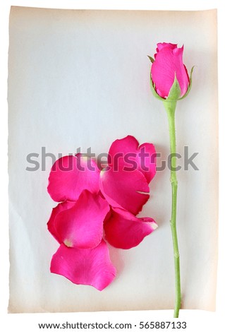 Roses and petals on old brown paper isolated on white background