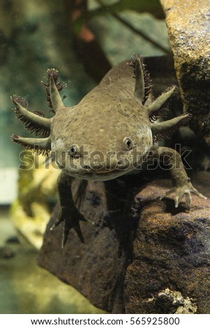 Ambystoma mexicanum, axolotl   Royalty-Free Stock Photo #565925800