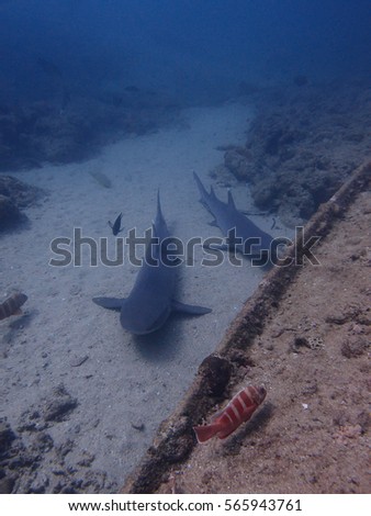 white tip sharks resting     