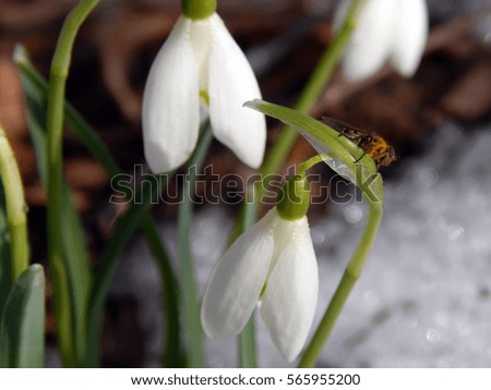 White spring flowers snowdrops closeup